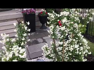 Philadelphus snowbelle beautiful white flowers in my garden 🤩🤩