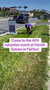 19 reactions · 18 shares | #adoptionevent #dogadoption #fairfax #rescuedogs #subaru @farrishsubarucars | A Forever Home Rescue Foundation | Facebook