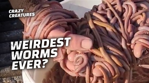 26K views · 176 reactions | These are nine, weirdest worms! Especially number 4! #CrazyCreatures #AnimalFacts #Wildlife | Crazy Creatures | Facebook