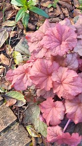 2 of my fave plants looking forward to the sunny weather, Heuchera Berry Smoothie (dont u just love the name!) sending up lucsh new foliage and beautiful purple Aubrieta coming in to full flower | The Irish Gardener