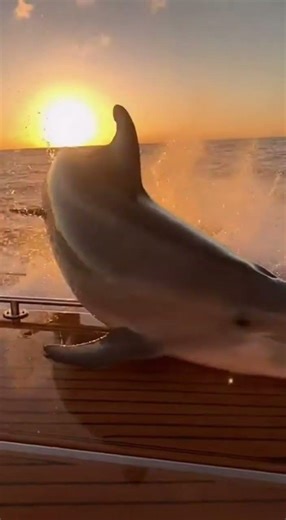 SHADOW FROM THE DEEP! 🌊 Giant Manta Ray vs Ocean Predator Showdown #oceanlife #wildlife #nature