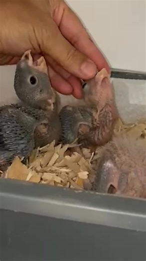 Pionus Baby Update! 09/26/2025 Bronze Winged: We just pulled 3 live babies from their nest box! Wow! I can't complain, but this only make up for the slow season so far. (Once DNA's get back we will make a decision on to keep one or now). in about 2 weeks. Dusky Pionus: TBD just locked in some breeding age juveniles. Hoping for the honeymoon to be successful. ETA 60 days. White Capped Pionus: TBD Just Locked in some breeding age juveniles. Hoping for the honeymoon to be successful. Otherwise that