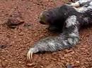 Sloth crawling on the ground