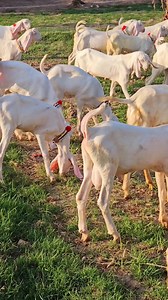 6.3K views · 1K reactions | video 03354746487 Asal Gulabi bache Sasti Mandi Sabar Goat farm per | Sabir Goat Farm | Facebook