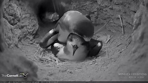 Bermuda Petrels will be spending most of the next few weeks spending time together, courting, and mating—just what you would expect from birds entering the onset of the breeding season. Once December arrives, they will head back out to sea for another month or so before the female returns to lay her egg in early January! Watch LIVE at AllAboutBirds.org/Cahows | Bird Cams