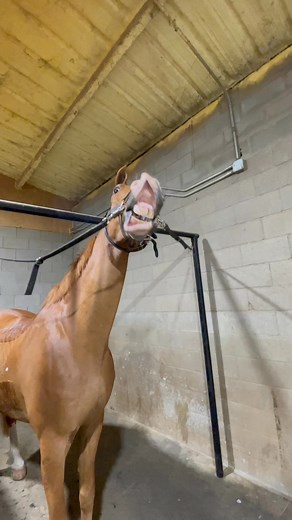 Another #flashback to last summer: frozen gushers! Big hit when it’s hot out🤩 #equestrian #equestrianlife #equestrianlifestyle #horses #horsesofinstagram #horsesofinsta #horsegirl #texas #gelding #funnyanimals #funnyhorses #equestrianblogger #horsesofreels #EquestrianCommunity #EquestrianBlogger #horselife #barnlife | Lexileighceq