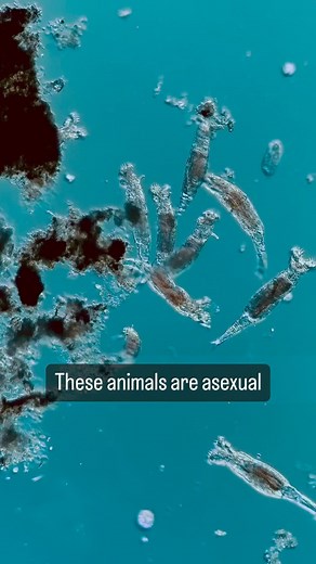 jean-Marc Babalian on Instagram: "✅ If you like Follow for more. Bdelloids are a subclass of the phylum Rotifers. Bdelloid rotifers are microscopic multicellular organisms, whose length varies between 150 and 700 µm. Most are too small to be visible to the naked eye, but can be observed using a simple magnifying glass. They are not unicellular beings like ciliates, but rather metazoan animals. They feed on bacteria and small ciliates Bdelloids have an asexual mode of reproduction.This type of re