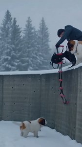 11K views · 355 reactions | Nothing stops a determined Saint Bernard puppy from reuniting with its family! Watch this sweet rescue mission on a snowy afternoon. The final snuggle is everything. 凉 Nothing stops a determined Saint Bernard puppy from reuniting with its family! Note: This video is AI generated | We Love Dogs | Facebook
