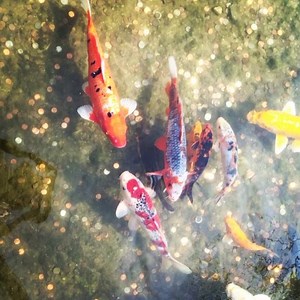 40 reactions | Fishy kisses  #koi #love #water #fish #mermaidlinden | Mermaid Linden | Facebook