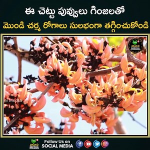 691K views · 1.8K reactions | ఎవ్వరికి తెలియదు ఈ వైద్యం..ఈ చెట్టు పువ్వులతో మొండి చర్మవ్యాధులు మటుమాయం #telugu #TeluguHealthTips #ayurveda #healthlife #healthcare | Vahini Media | Facebook