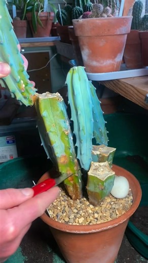 Blue myrtle cactus, prune and propagation 🌵 #cactus #propagation #gardening #plants #garden