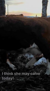 I think this cow may calve today. Her udder has filled up and she is acting very uncomfortable. These are a few signs that we watch for when the cows are getting close to calving. | Ogilvie Stock Ranch