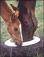 Do-it-yourself equine artificial insemination - Horse & Hound