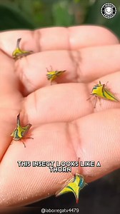 10K views · 319 reactions | Umbonia spinosa  This is NOT a Thorn! This insect uses sharp spikes to scare predators away. Perfect camouflage makes it blend into plants instantly. #wildlife #nature #animalfacts #1minuteanimals | 1 Minute Animals | Facebook