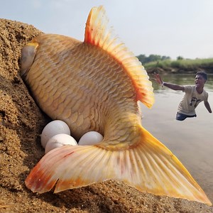 1.8M views · 19K reactions | Unbelievable technique fishing video river dry place underground catching big stuck golden carp fish. best 2025 fishing video #fish #fishing | Only Fishing | Facebook