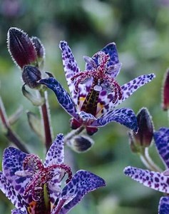 Tricyrtis - Alchetron, The Free Social Encyclopedia