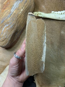 Oregon Oolite Slab, Lapidary Rough - Etsy Canada
