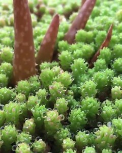 Miniature succulent forest 🌳 📷 succulentinc | Succulent Plant ID