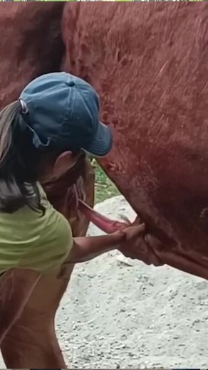 Understanding Cow Mating Season for Farm Growth