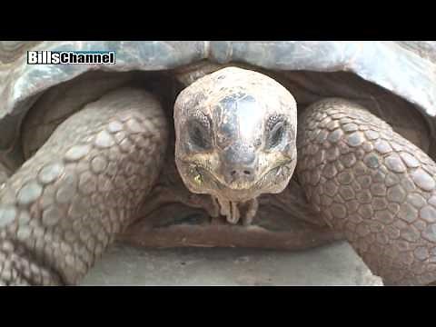 Biggest Tortoises on Earth!
