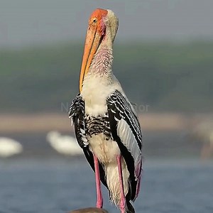 116 reactions · 21 shares | Painted Stork Bird 謹 #naturelovers #birds #birdphotography #cute #beauty #NaturalBeauty #video #followers #foryoupage #foryou #highlights #fbreels | NewAze Creator | Facebook