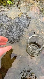 11K views | #frogarmy #frogs #frogspawn #frogeggs | Tragos & Trovas | Facebook