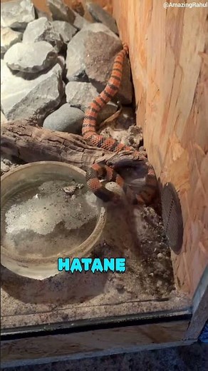 Snake digging soil