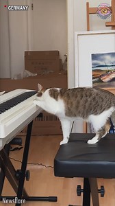 15K views · 89 reactions | Maybe its called Meow-zart | Bright Side Fun | Facebook