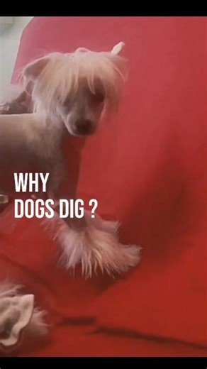 Why dogs dig holes in the backyard and how to solve it. #dogtraining #dogtraining #dogwalking #dogwalker #workingdog #malinois #servicedog #belgianmalinois #dogtrainer #puppytraining #dogboarding #obedience #dogtraining #dogtricks #positivereinforcement #obediencetraining #dogtrainingadvice #dogtrainingisfun #dogtraining101 #dogtrainingvideo #dogtrainingpaysoff #dogtraininglife #dogtrainingrevolution #dogtrainingclasses #dogtrainingok #dogtrainingpaulsvalley #dogtrainingnyc #dogtrainingtip #dogt