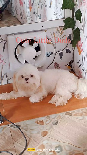 🥰🥰🥰🐶🥰🥰🥰 Super Cute dogs #dog | Myra Mymynailart Vlog