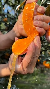 11K views · 125 reactions | SWEET ORANGE GRAFTED, P485 only per pot!...
