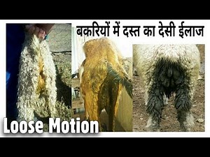 Loose Motion (Dast) Band karne ka desi Tarika STAR GOATS FARM Asif STD