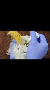 304K views · 19K reactions | Meet Phoenix, our newest Bald Eagle...