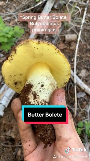 Butter Bolete Mushrooms: Identification & Facts
