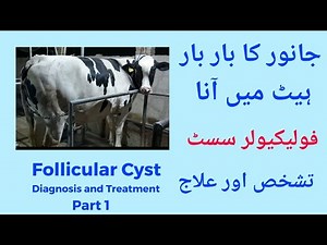 Follicular Cyst in Cow-part 1: Janwar ka bar bar heat main ana: Repeat breeding cow: Diagnosis & Rx