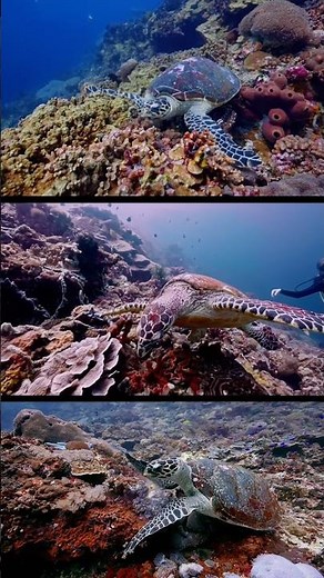 A scientific look at the life of Hawksbill turtles in the nutrient - rich waters of Nusa Penida.