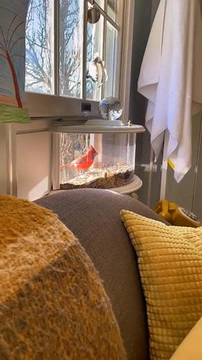 Good morning 😭 #springtime #spring #bird #birdfeeder #amazonhaul #amazonfinds #bird #springisintheair #springishere #amazon #fbreels #facebookreels | Machine Blog 59V