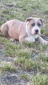 2.8K views · 40 reactions | Female - 4 months  Father- GRAND Mother- REINA GALAXY BULLY KENNEL  BULGARIA/ YAMBOL  | Американско Були Ямбол България / American Bully Yambol Bulgaria | Facebook