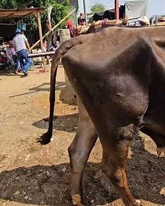 Criollo cattle #livestockmarket #cow #cattle