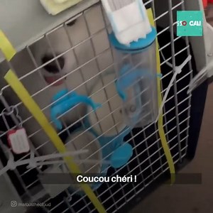 Ce chien a été sauvé d'un refuge pour chiens où il y avait plus de 5000 caniches qui attendaient d'être adoptés. Il était très sale et dans un mauvais état de santé, mais quand ils l'ont sauvé, ils l’ont aidé à guérir. | Social