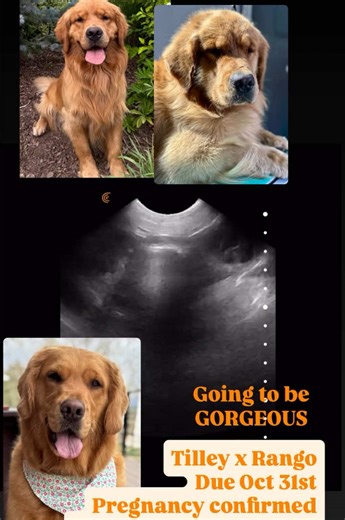 Adopt Your Perfect Golden Retriever Puppy Today!