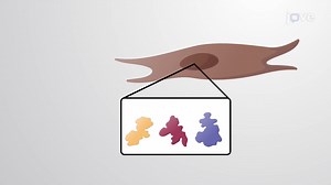 ビデオ: 体細胞から iPS 細胞への再プログラミング