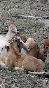 Cute lion cub crying for milk! #shorts#baby#lion | Puppy Big