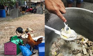 Seized gamecocks from Valenzuela City derby cooked into adobo by pissed city mayor | Coconuts