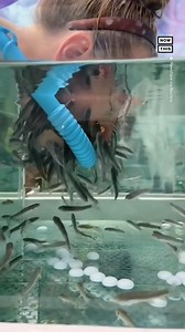 We've heard of fish pedicures, but fish facials? This spa in Kaluga, Russia, offers customers a chance to dip their heads in a tank full of red garra, claiming it will leave them with softer, revitalized skin. The use of red garra fish in spas originated in areas of Turkey and the Middle East, but it has come under scrutiny in recent years in the U.S. & Europe for both health and animal welfare concerns. | NowThis