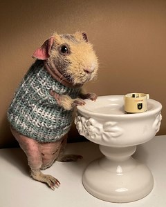 Green Grey Mottled Guinea Pig Sweater - Etsy Australia
