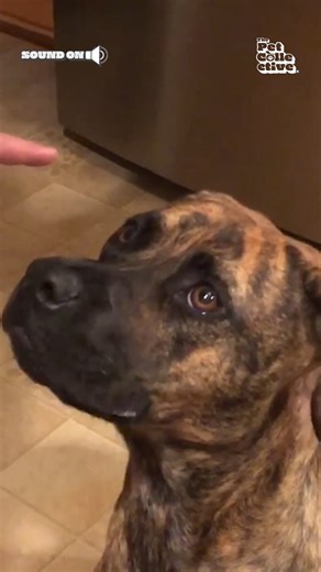 Chew with your mouth (slightly) closed! | The Pet Collective