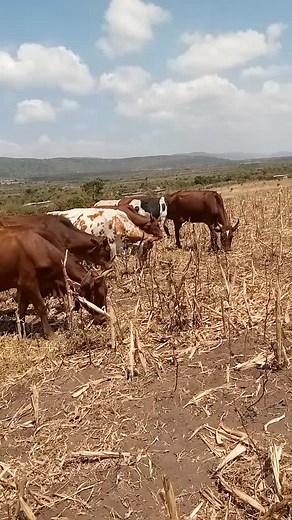 Grazing Cattle in a Rural Setting
