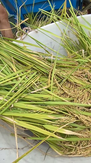 17K views · 90 reactions | Portable rice thresher  #ricethresher #paddythresher | Mini Rice Mill Machine | Facebook