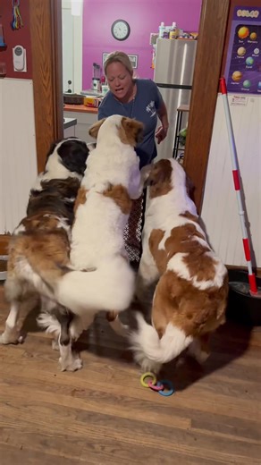 The Saint Bernard Experience on TikTok